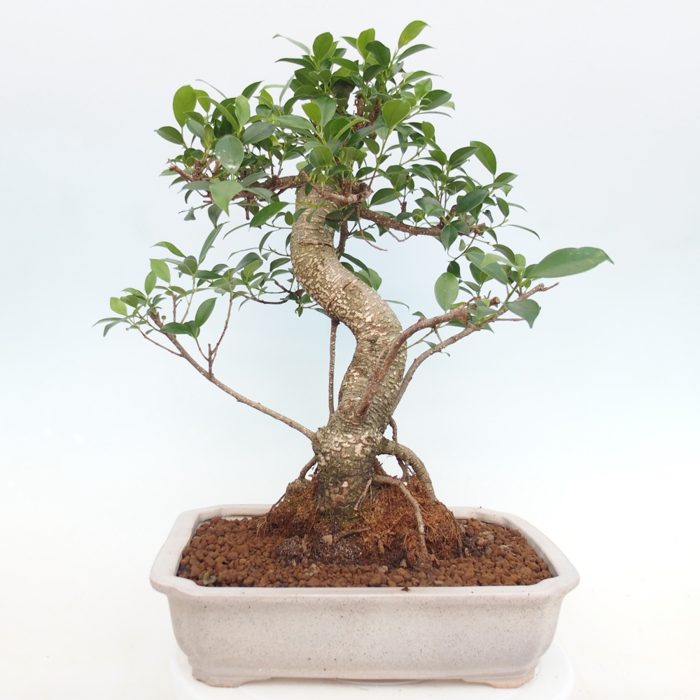 Zimmerbonsai - Ficus kimmen - Kleinblättriger Ficus