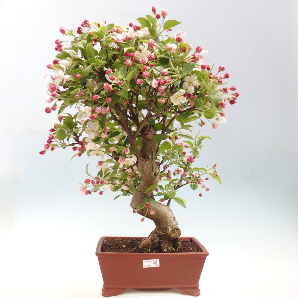 Outdoor-Bonsai -Malus halliana - Kleinfrüchtiger Apfelbaum