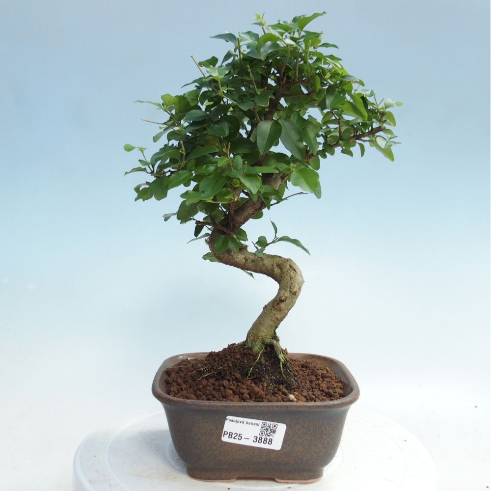 Zimmer Bonsai -Ligustrum chinensis - Vogelschnabel