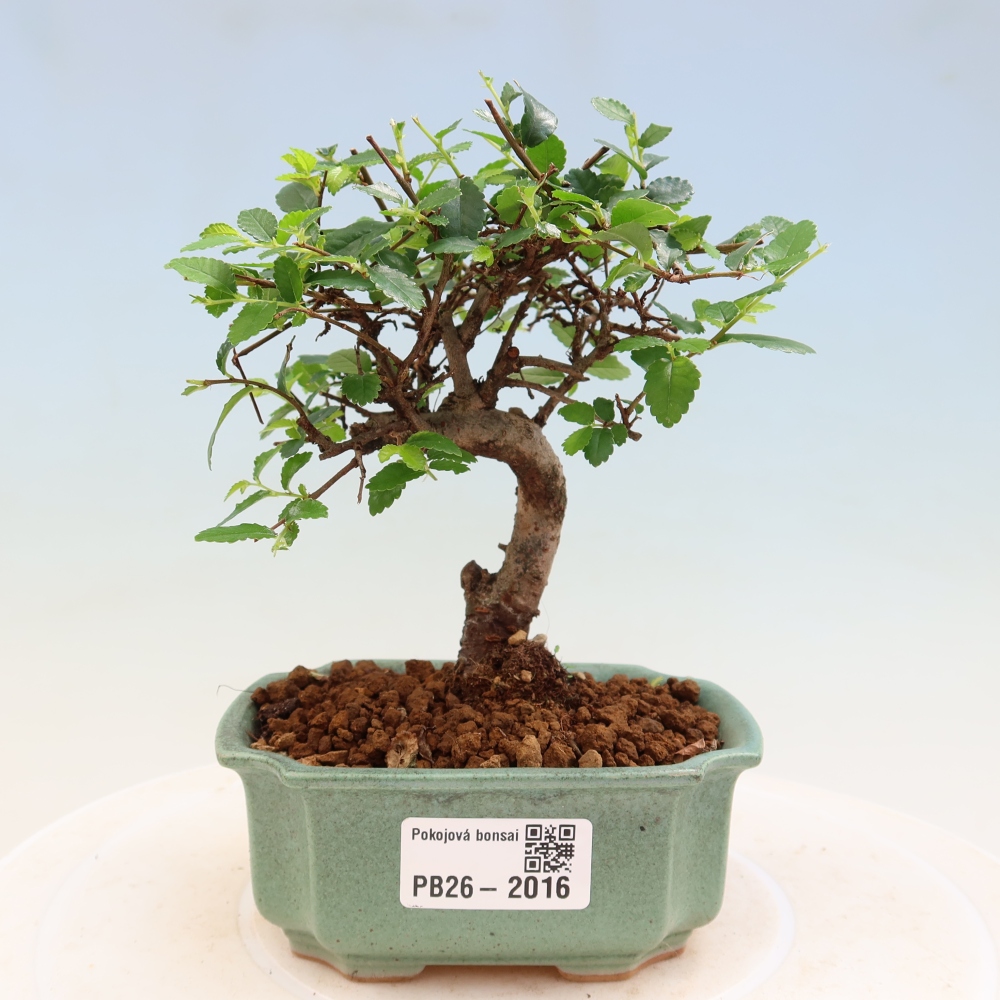 Zimmerbonsai - Ulmus parvifolia - Kleinblättrige Ulme