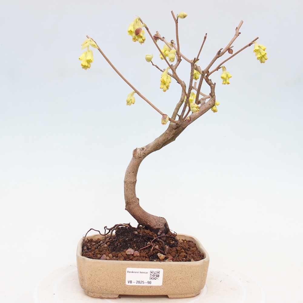 Bonsai im Freien - Haselnuss - Corylopsis Spicata