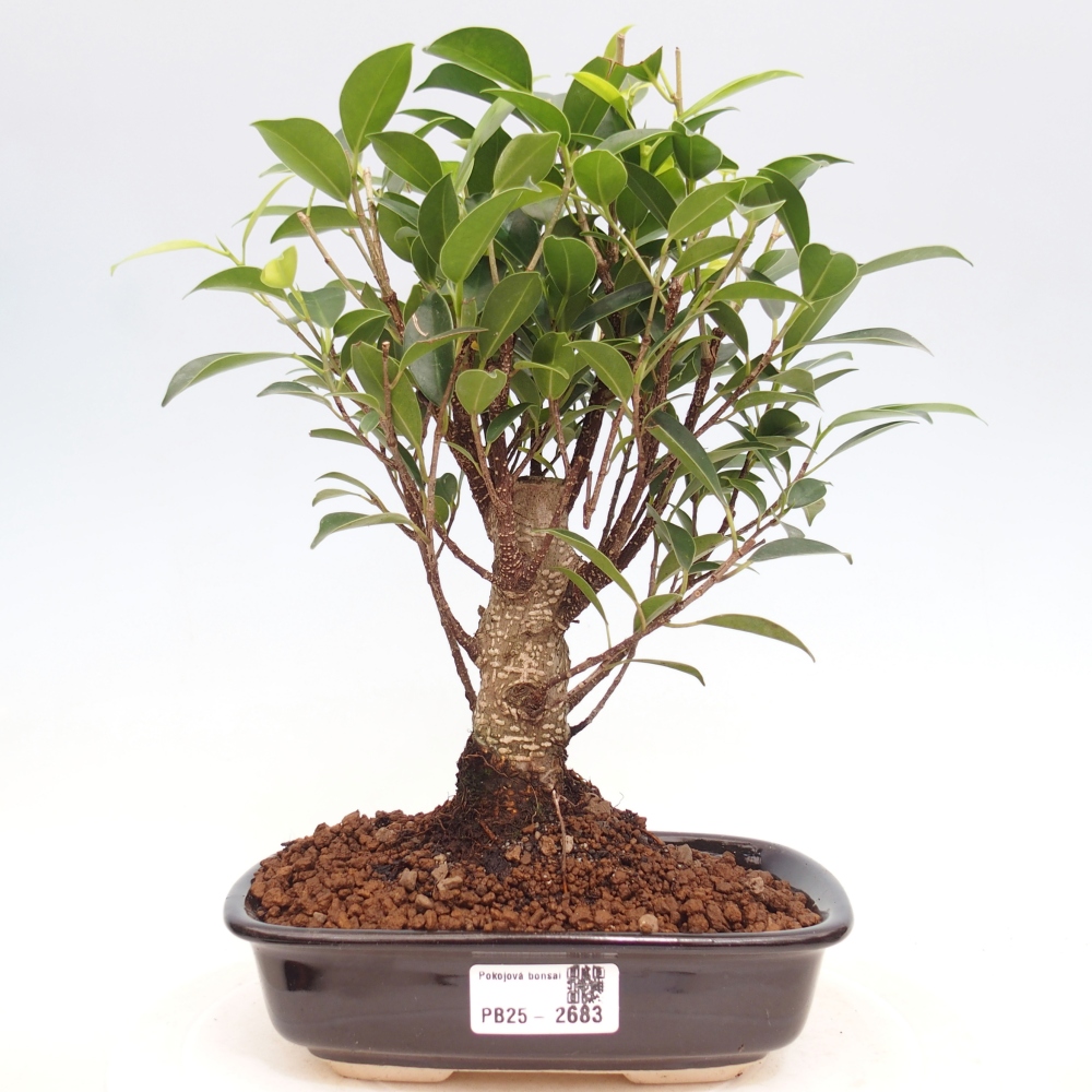 Indoor-Bonsai - Ficus retusa - kleiner Ficus