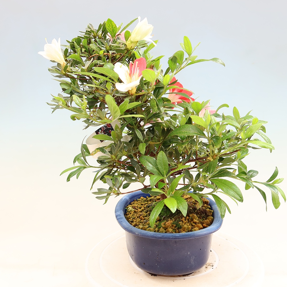 Bonsai für draußen - Japanische Azalee - Azalee CHIHIRO