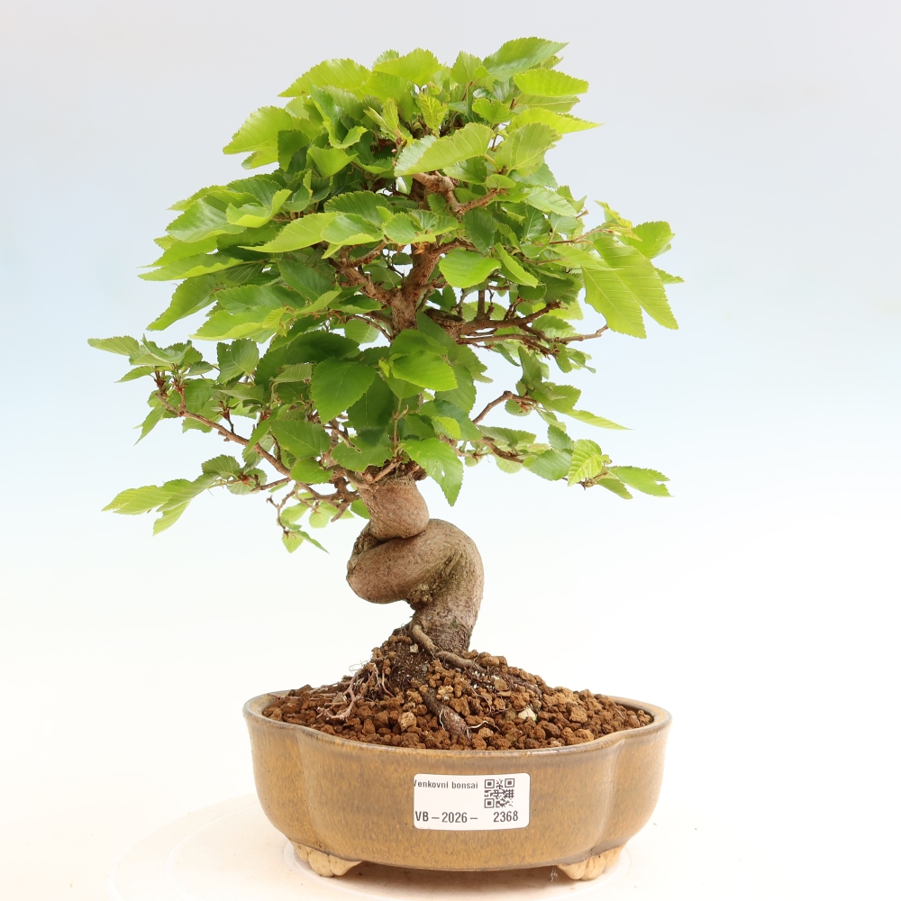 Bonsai für draußen - Karpinus Coreana - Koreanische Hainbuche