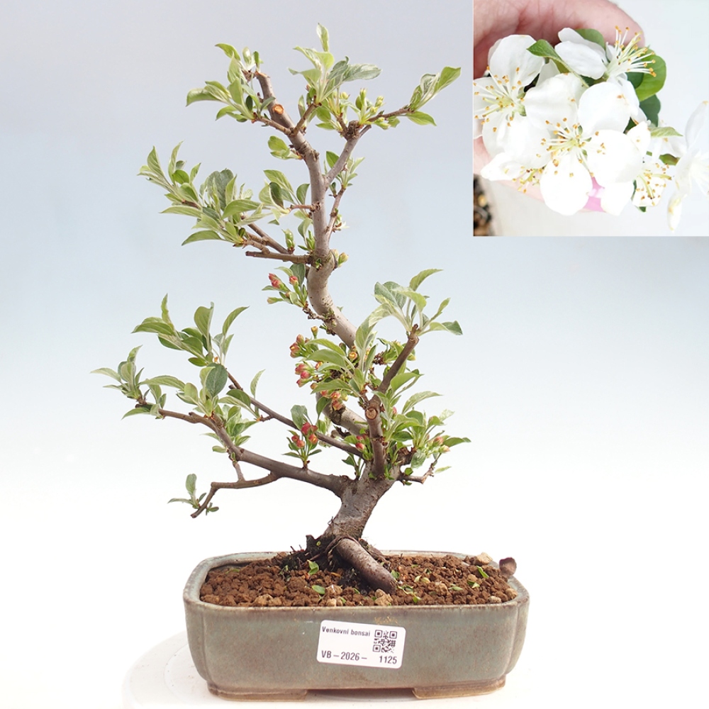 Outdoor Bonsai - Malus sargentii - Kleinfrüchtiger Apfelbaum