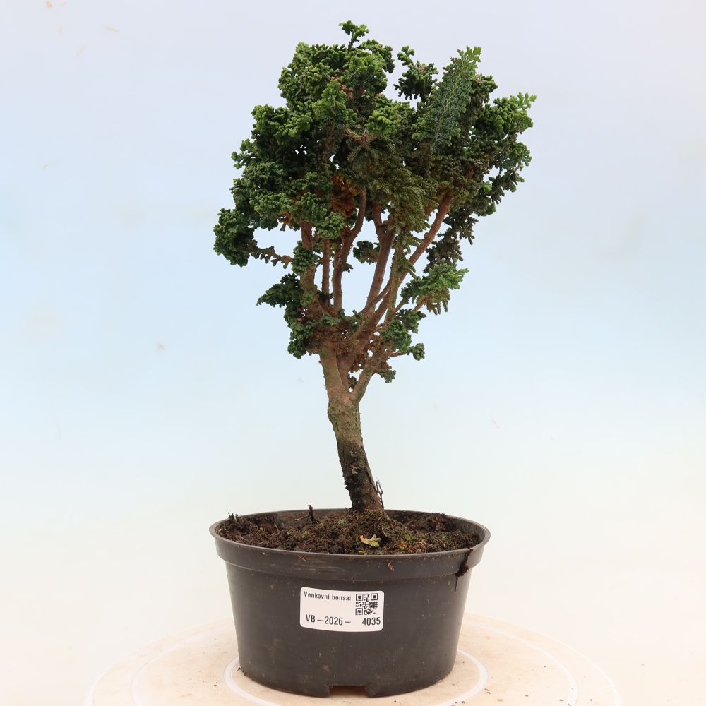 Bonsai für draußen - Cham. obtusa SEKKA HINOKI - Zypresse