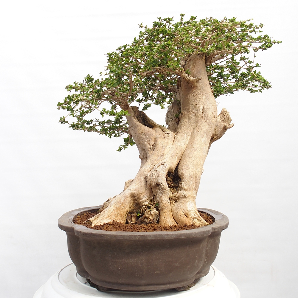 Zimmerbonsai - Premna serratifolia - Kozlovon kleinblättrig