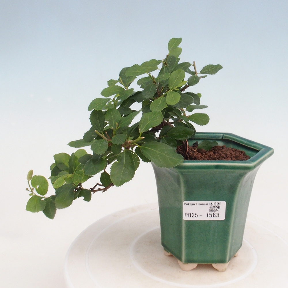 Zimmerbonsai - Grewia occidentalis - Lavendelstern