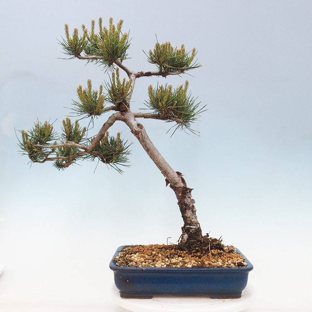 Bonsai im Freien - Pinus Sylvestris - Waldkiefer