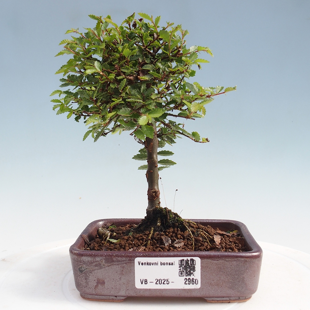 Bonsai im Freien - Ulmus parvifolia Sagei - Kleinblättrige Ulme