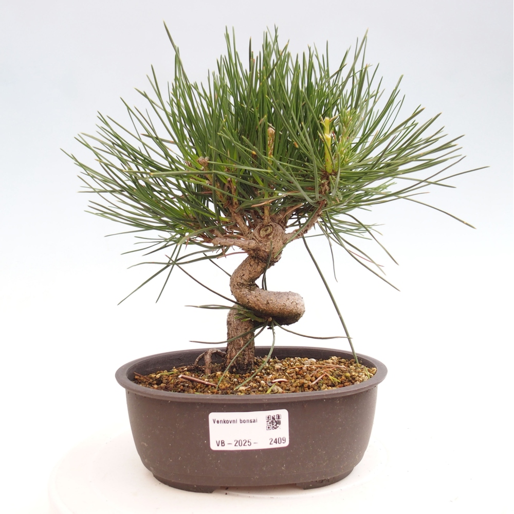 Bonsai im Freien - Pinus thunbergii - Thunbergia-Kiefer