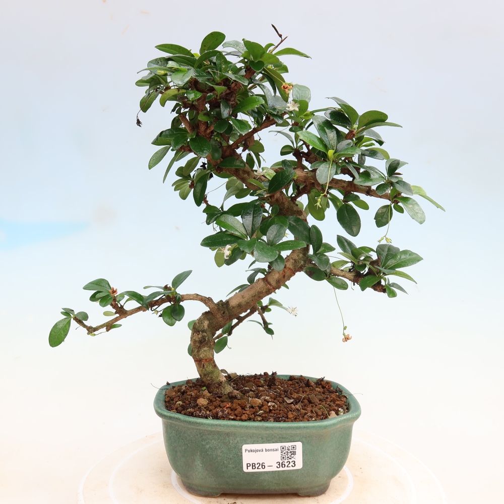 Zimmer-Bonsai - Carmona macrophylla - Tee-Fuki