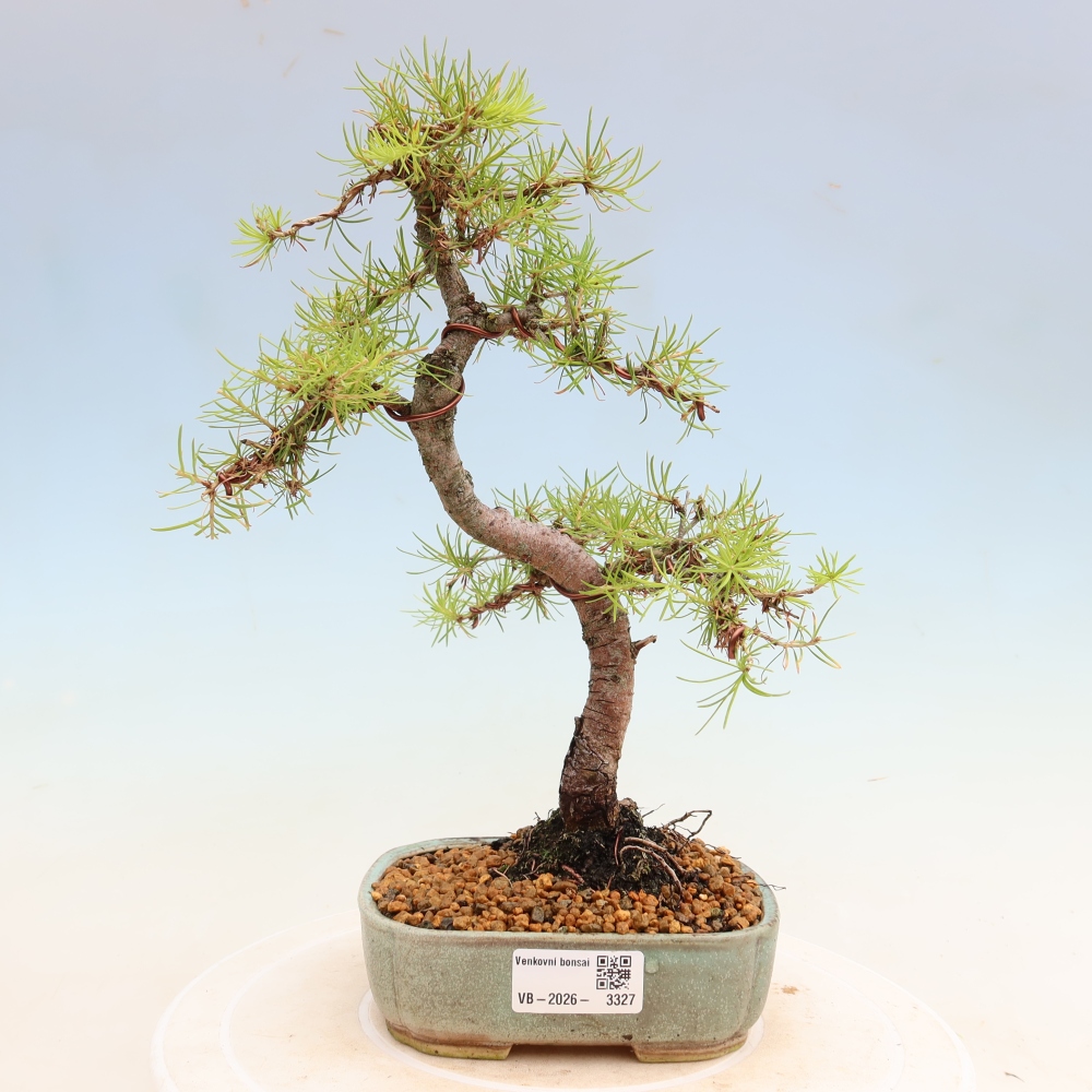 Bonsai für draußen -Larix decidua - Lärche