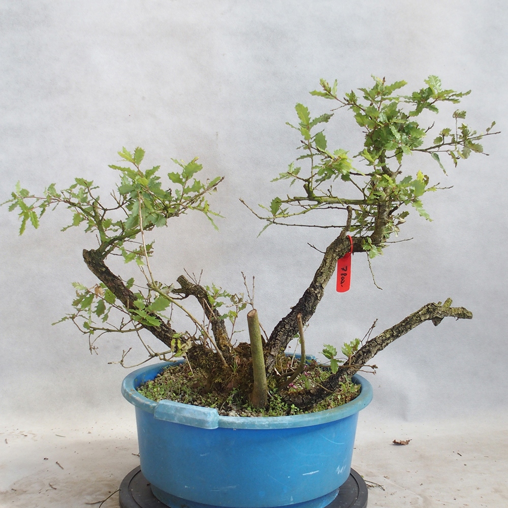 Freilandbonsai Quercus Cerris - Eiche Cer