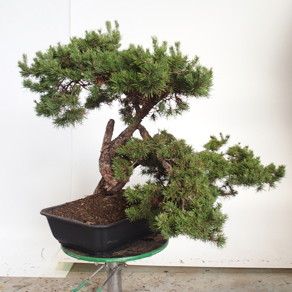 Yamadori - Pinus sylvestris Spanien