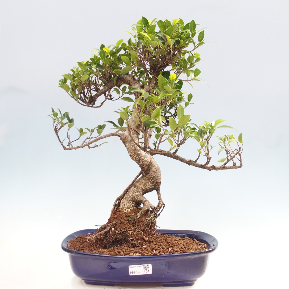 Zimmerbonsai - Ficus kimmen - Kleinblättriger Ficus