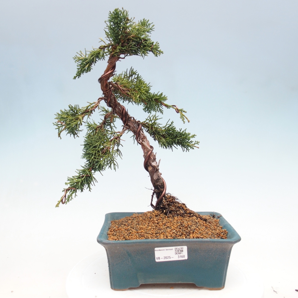 Outdoor-Bonsai - Juniperus chinensis Kishu - Chinesischer Wacholder