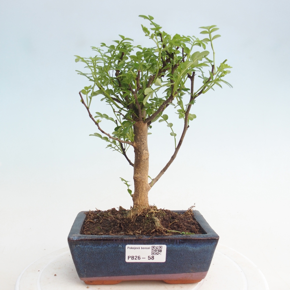Zimmer Bonsai - Zantoxylum piperitum - Pfefferbaum