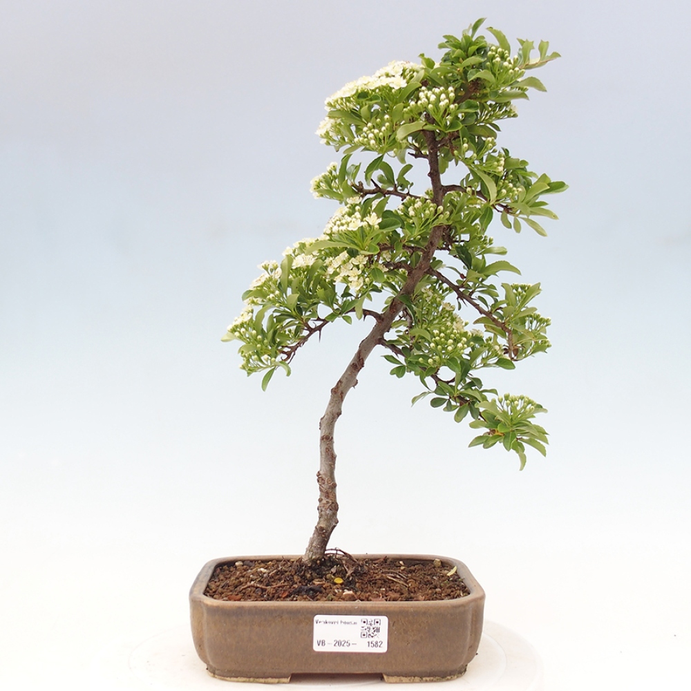 Outdoor Bonsai-Pyracanta Teton -Bäckerei