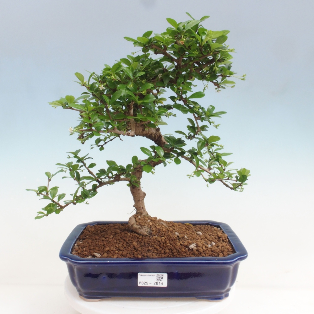 Zimmer Bonsai - Carmona macrophylla - Tea Fuki