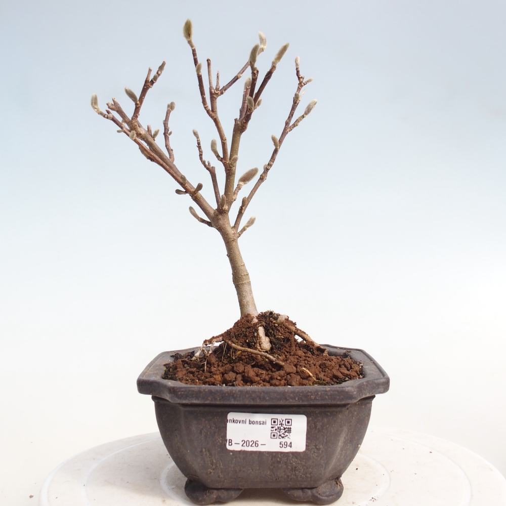 Bonsai für draußen - Magnolia stellata