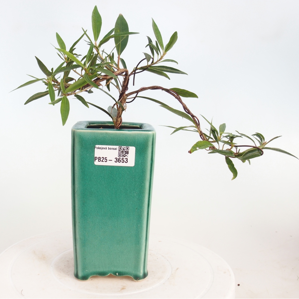 Zimmerbonsai - Ficus nerifolia - Kleinblättriger Ficus