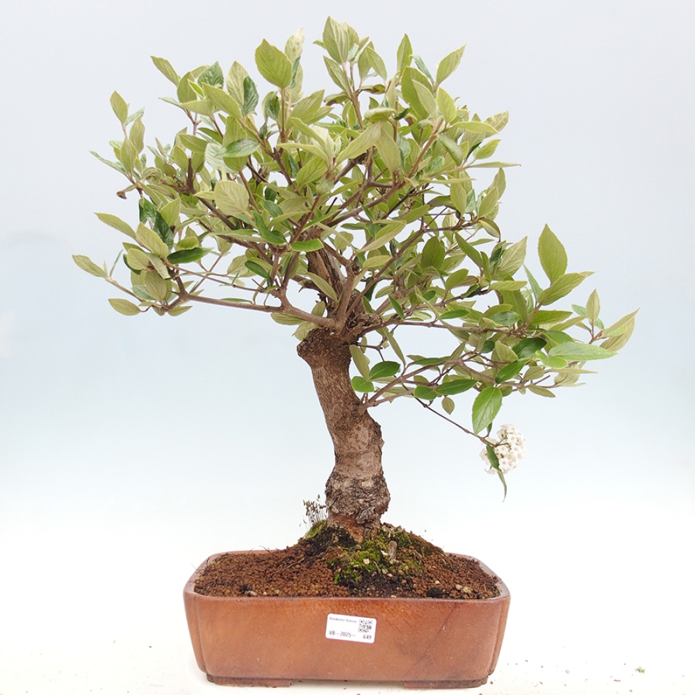 Outdoor-Bonsai-Kalina Bodnanská - Viburum carlesii