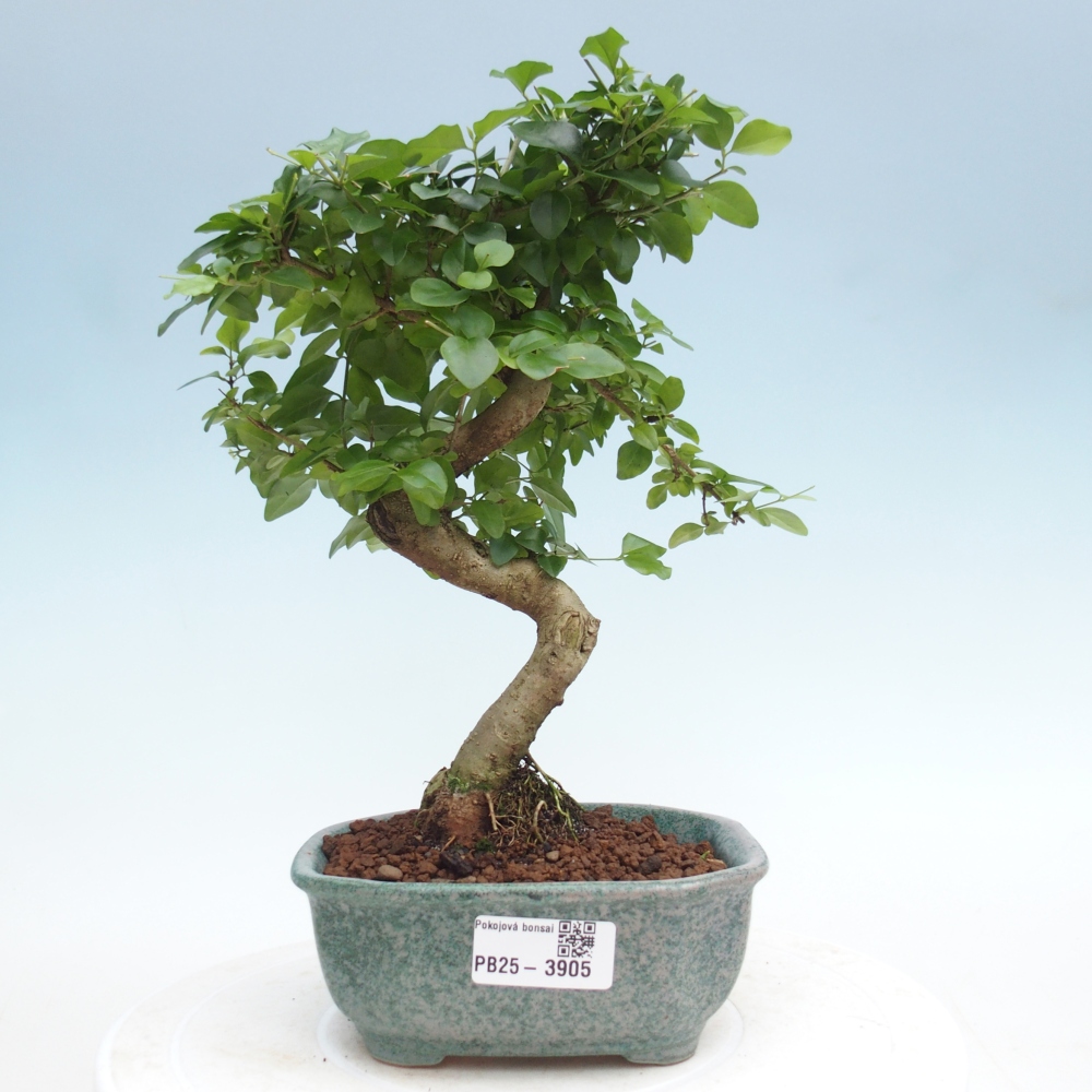Zimmer Bonsai -Ligustrum chinensis - Vogelschnabel