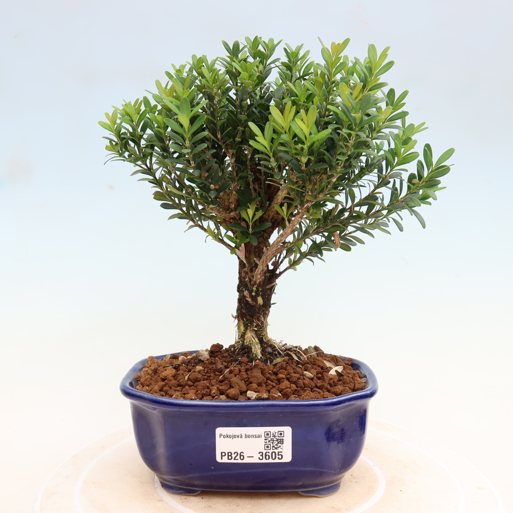 Zimmer Bonsai - Buxus harlandii - Korkbuxus