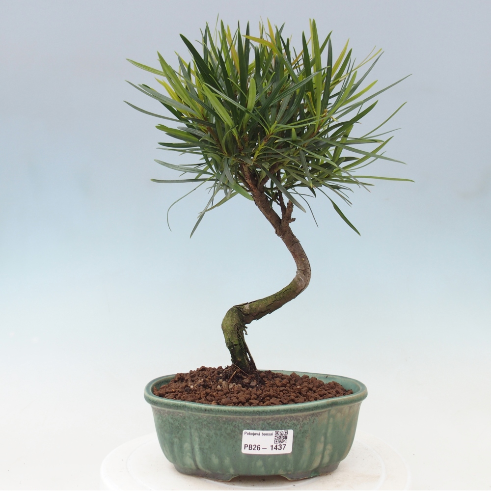 Zimmerbonsai - Podocarpus - Stein-Eibe