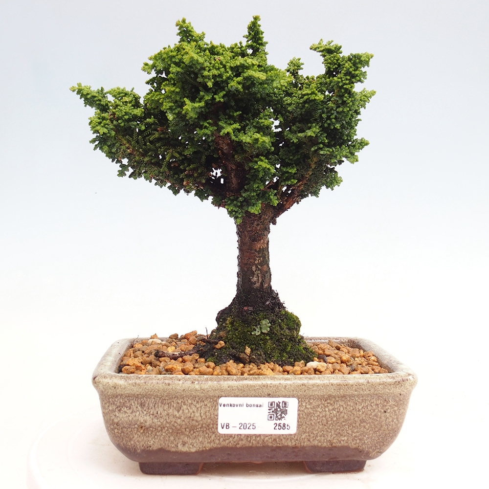 Bonsai im Freien - Cham. obtusa SEKKA HINOKI - Zypresse