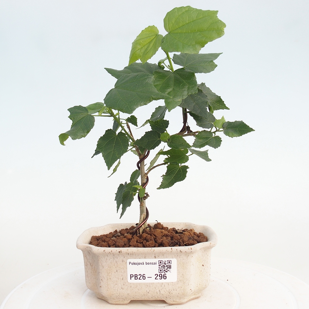 Zimmerbonsai - Malvaviscus arboreus