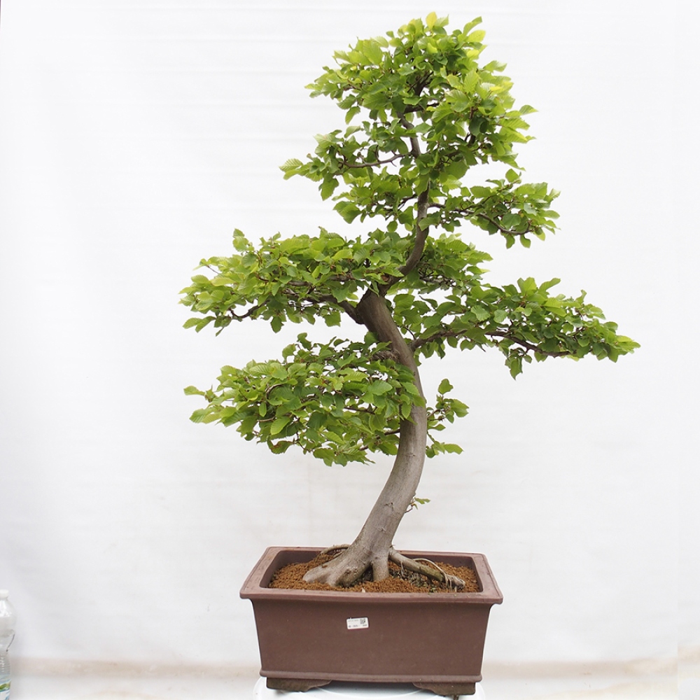 Bonsai im Freien - Hainbuche - Carpinus betulus