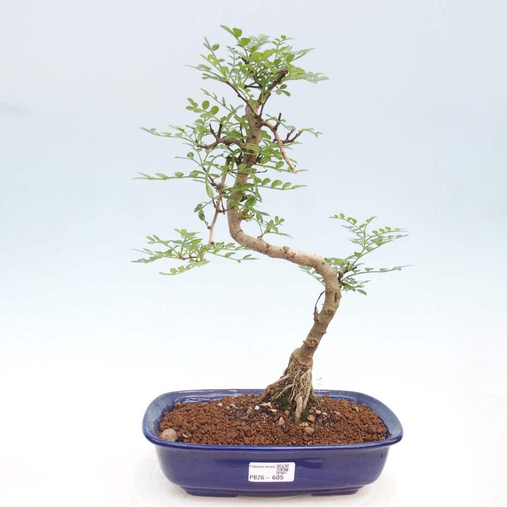 Zimmer Bonsai - Zantoxylum piperitum - Pfefferbaum