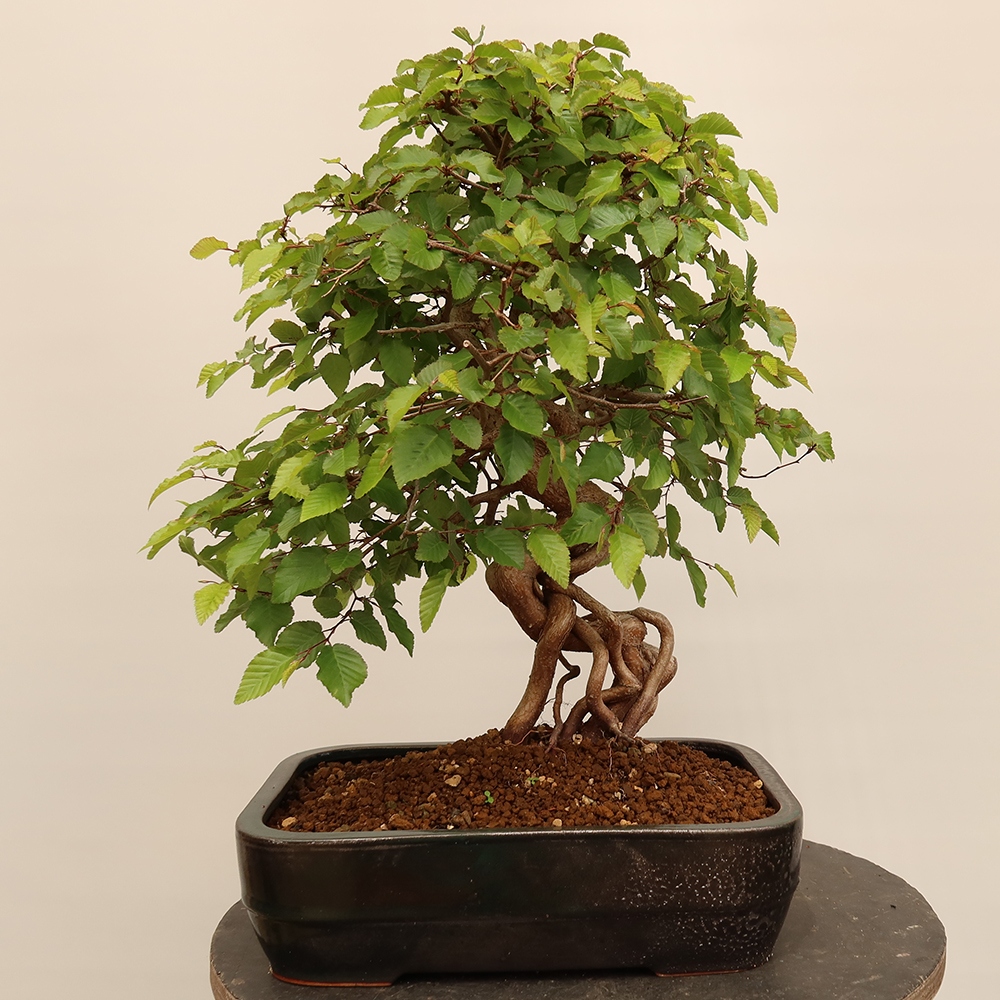 Bonsai im Freien - Carpinus Coreana - Koreanische Hainbuche