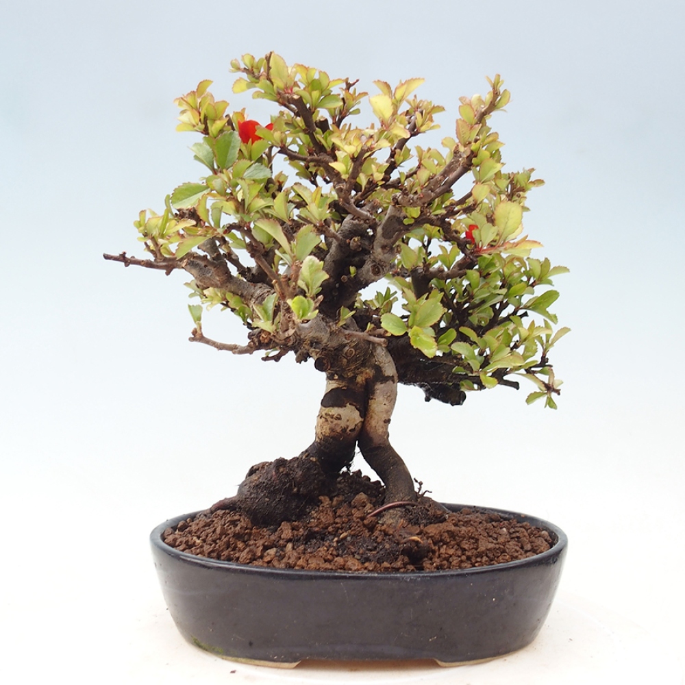 Bonsai für draußen - Chaneomeles speciosa - Quitte