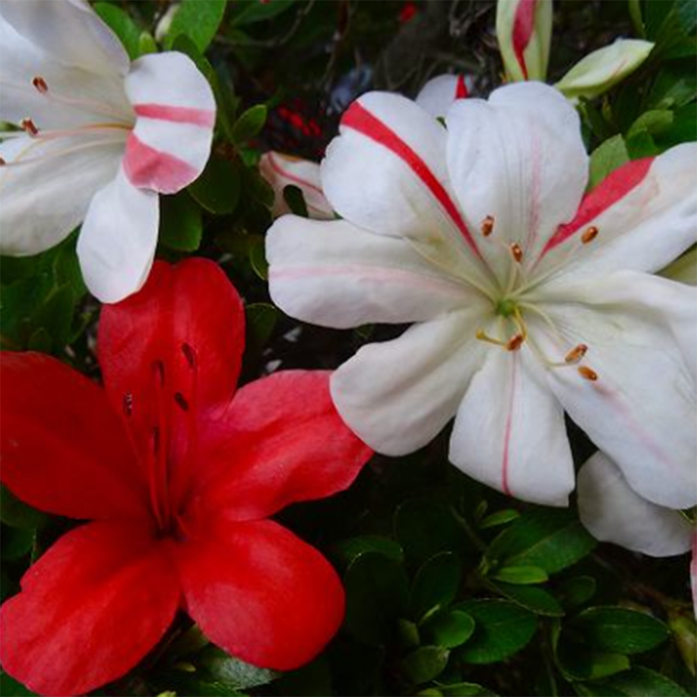 Bonsai für draußen - Japanische Azalee - Azalee Nishikie