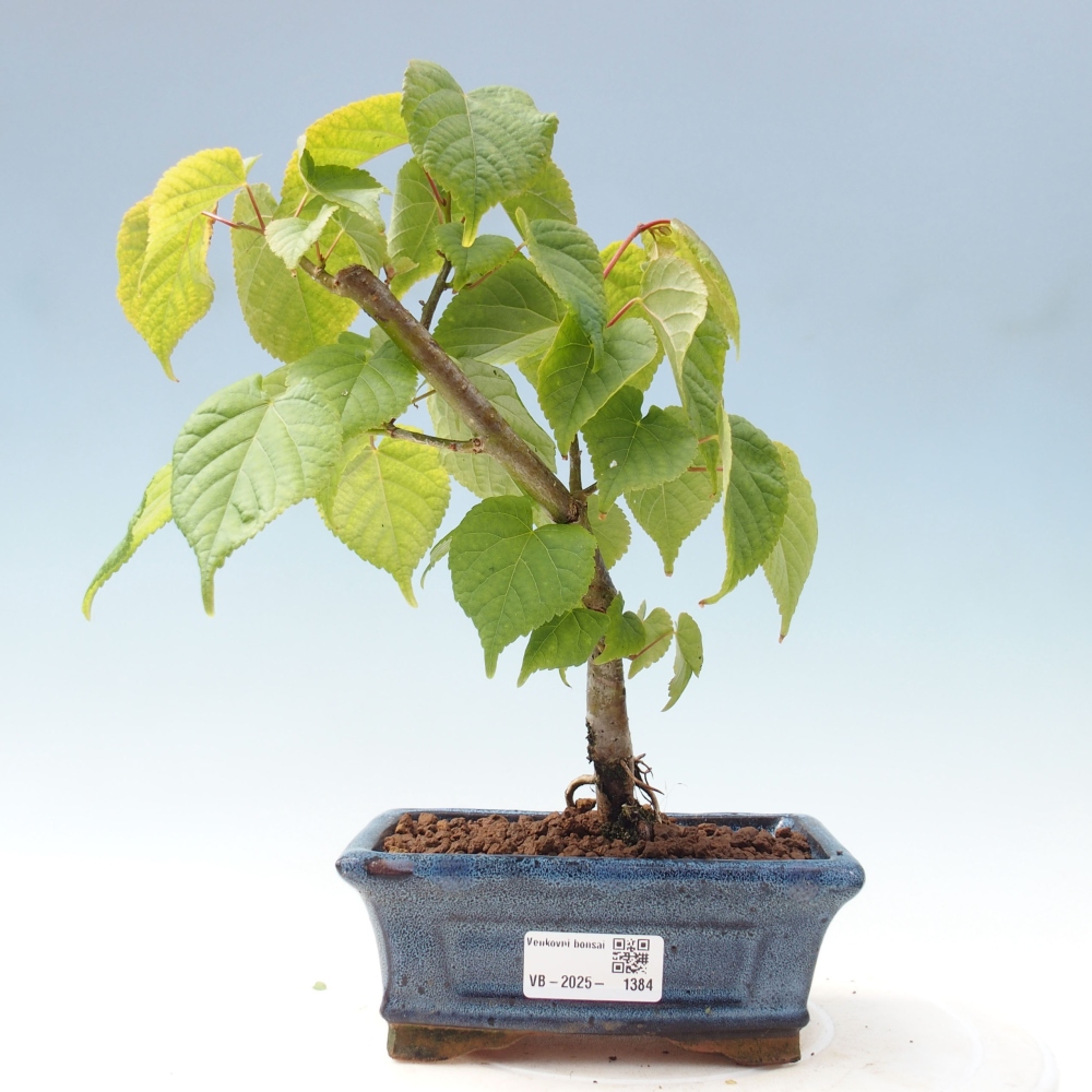 Outdoor-Bonsai - Linden - Tilia cordata