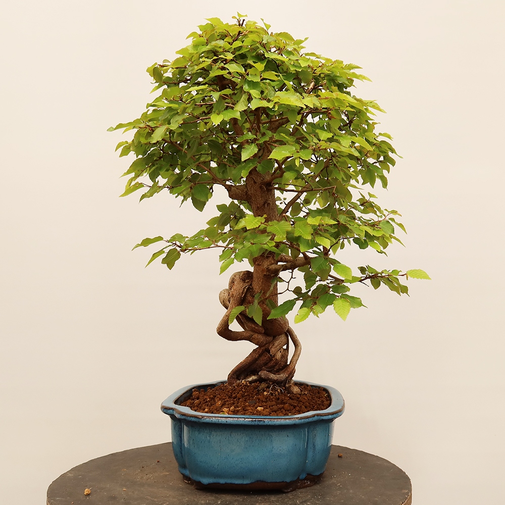 Bonsai im Freien - Carpinus Coreana - Koreanische Hainbuche