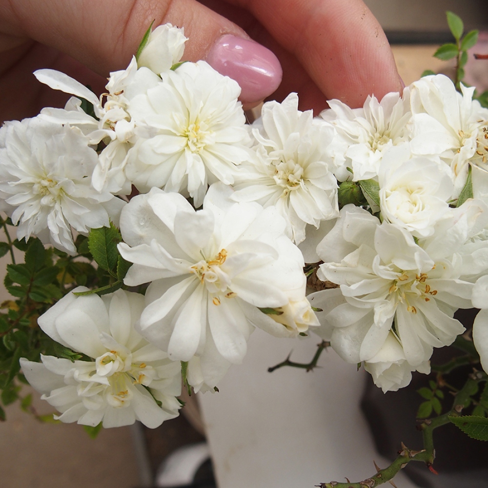 Freilandbonsai - Rosa Sea Foam -  Rose