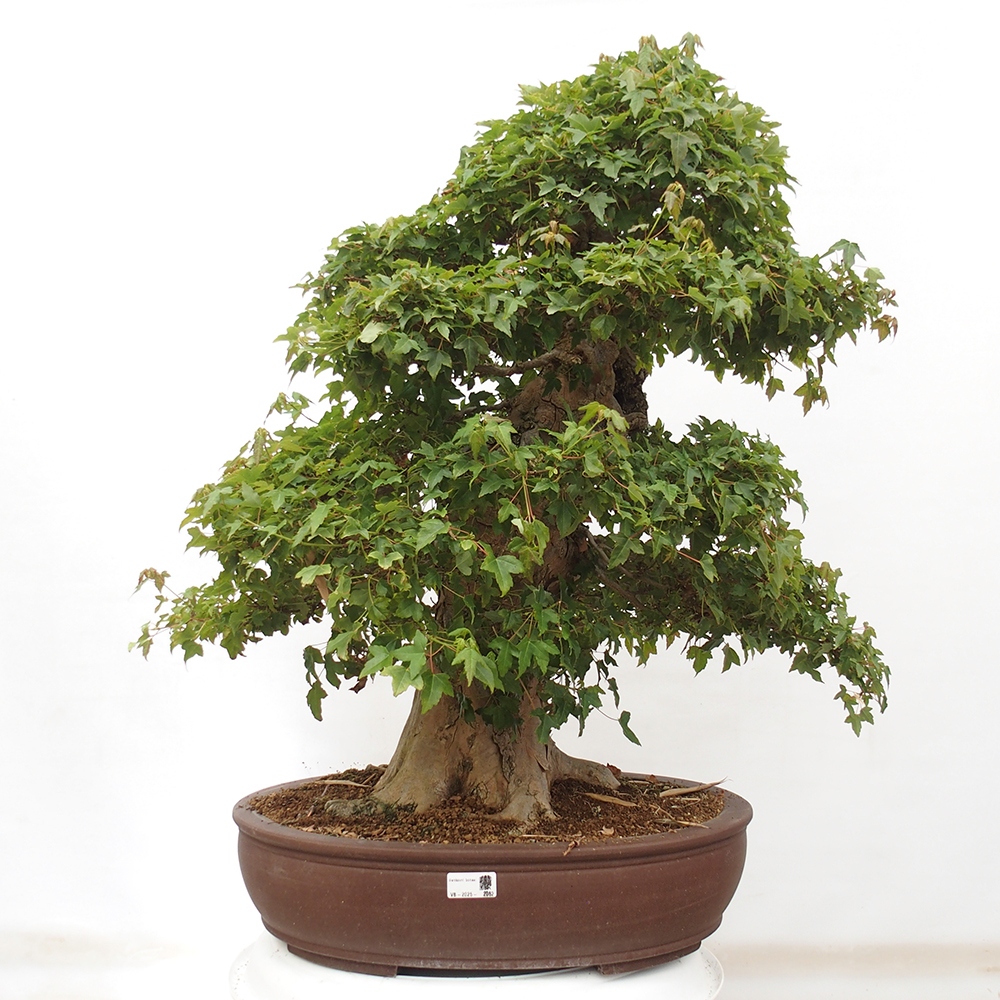 Bonsai im Freien - Ahorn Buergerianum - Burger Maple