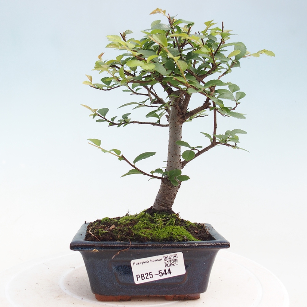 Zimmerbonsai - Ulmus parvifolia - Kleinblättrige Ulme
