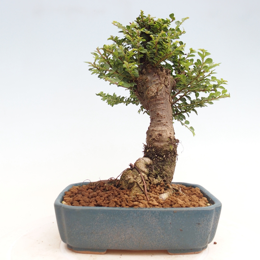 Bonsai im Freien - Ulmus parvifolia Hokkaido - Chinesische Ulme