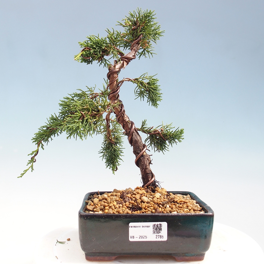 Bonsai im Freien - Juniperus chinensis Kishu - Chinesischer Wacholder