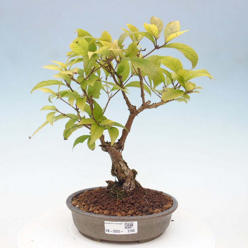 Bonsai im Freien - wunderschöne Pflanze - Callicarpa japonica