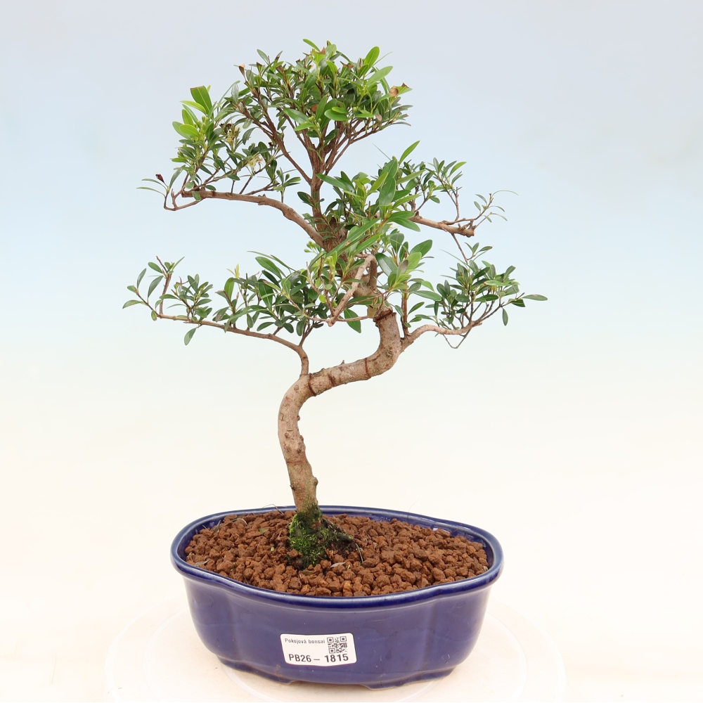 Zimmer Bonsai - Syzygium - Piment