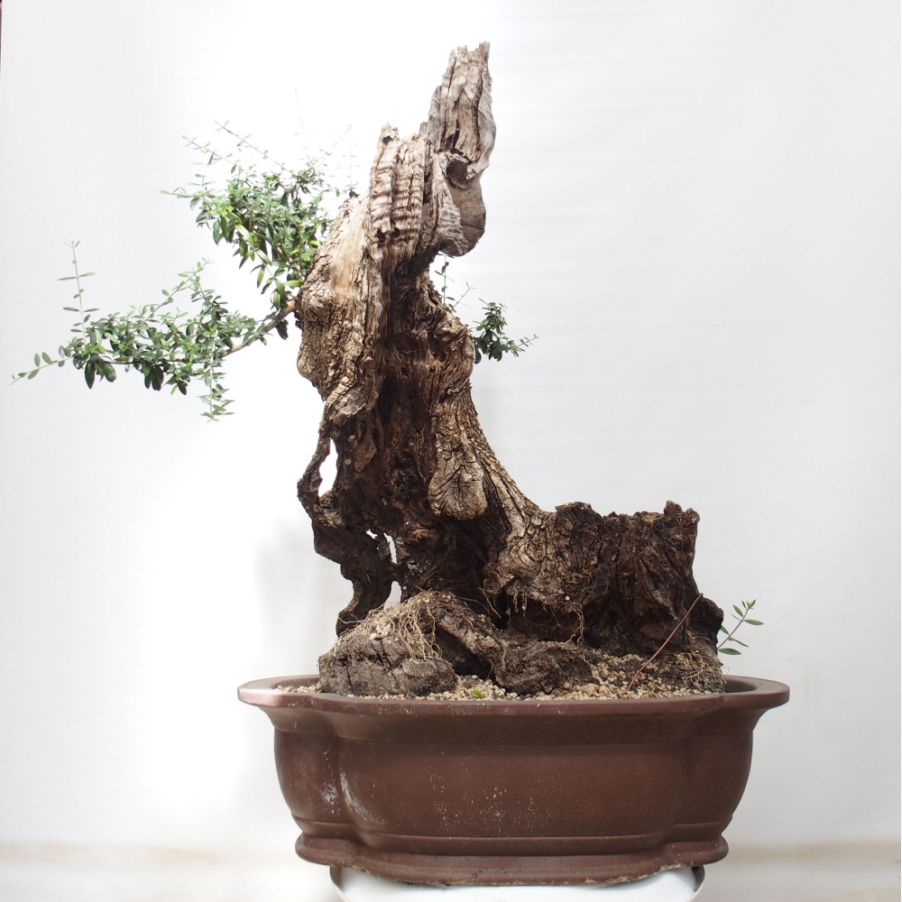 Indoor-Bonsai - Olea europaea sylvestris - Europäisches kleinblättriges Olivenöl