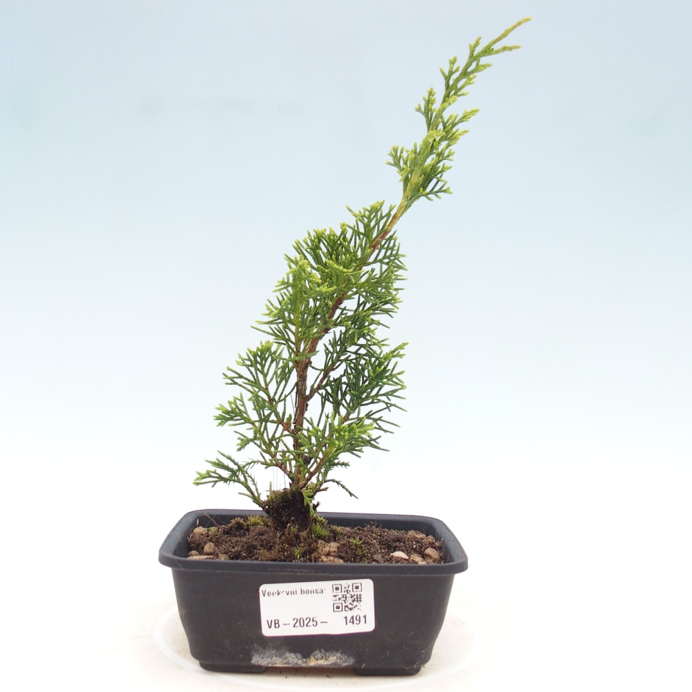Outdoor bonsai - Juniperus chinensis Itoigawa - Chinese juniper