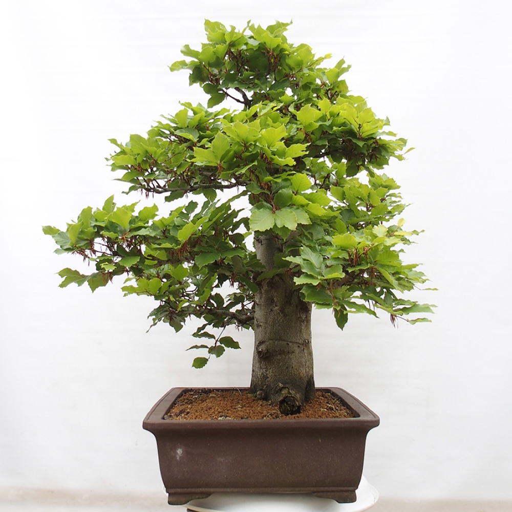 Bonsai im Freien - Fagus sylvatica - Buche
