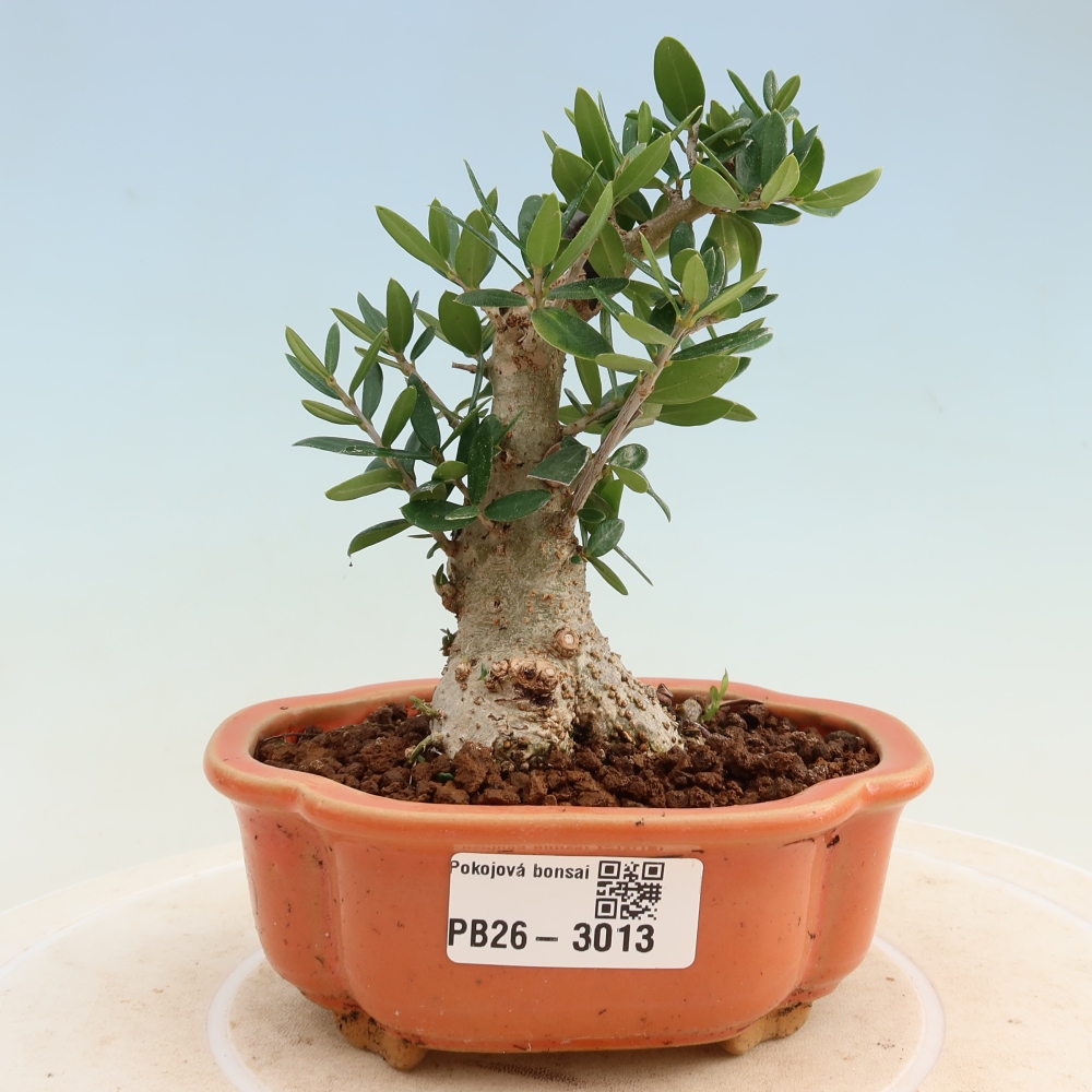 Zimmerbonsai - Olea europaea sylvestris